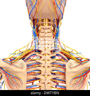 Blood circulation nape of the neck drawing Stock Photo