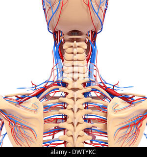 Blood circulation nape of the neck drawing Stock Photo