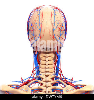 Blood circulation nape of the neck drawing Stock Photo