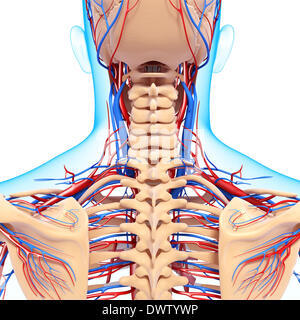 Blood circulation nape of the neck drawing Stock Photo