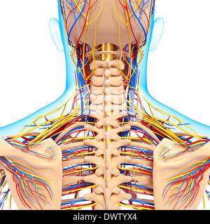 Blood circulation nape of the neck drawing Stock Photo