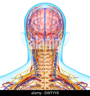 Blood circulation nape of the neck drawing Stock Photo