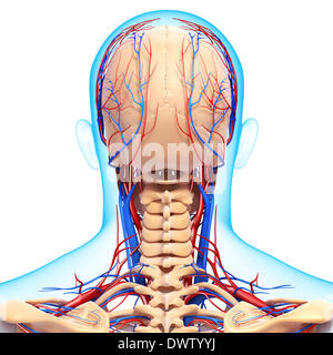 Blood circulation nape of the neck drawing Stock Photo