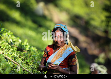 Sri Lankan woman picking tea on plantation Stock Photo