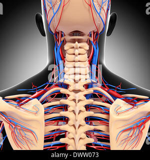 Blood circulation nape of the neck drawing Stock Photo