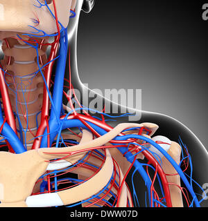 Blood circulation shoulder drawing Stock Photo - Alamy