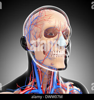Blood circulation neck head drawing Stock Photo