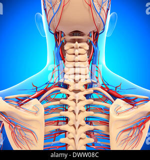 Blood circulation nape of the neck drawing Stock Photo