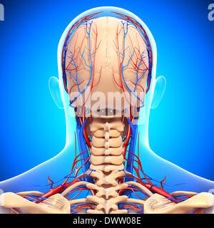 Blood circulation nape of the neck drawing Stock Photo