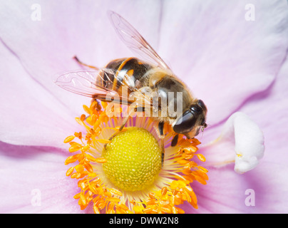 Close up of a hover fly in flight Stock Photo - Alamy