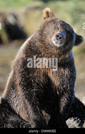 Grizzly bear (Ursus arctos horribilis) shaking water out of his fur. Stock Photo