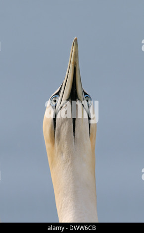 Northern Gannet  with its beak up pointing to the sky on Bass Rock in the Firth of Forth at the Eastern coast of Scotland. Stock Photo