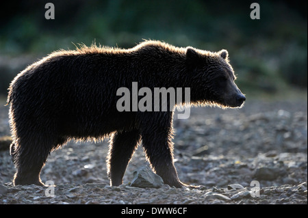 Grizzly bear (Ursus arctos horribilis) walking with back light at sunset. Stock Photo