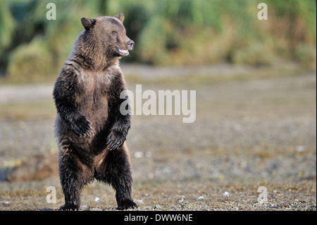 Grizzly bear cub (Ursus arctos horribilis) standing to look around for danger. Stock Photo