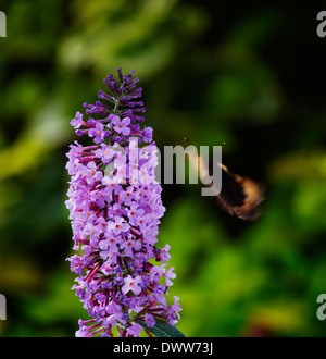 A small, Tortoiseshell coming into land Stock Photo