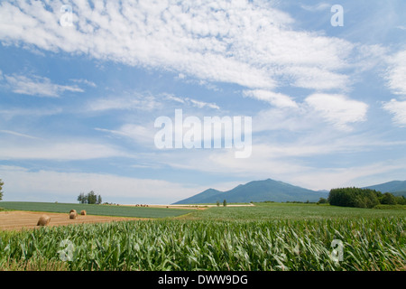 Hay bales in field, Hokkaido Prefecture, Japan Stock Photo