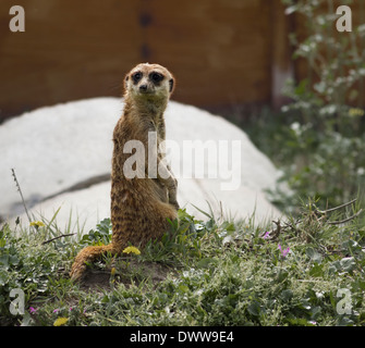 Meerkat looks around through the grass Stock Photo