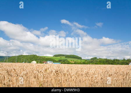 Wheat field, Furano, Hokkaido Prefecture, Japan Stock Photo