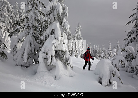 WASHINGTON - Cross-country skier among snow covered trees at the summit of Amabilis Mountain in the Wenatchee National Forest. Stock Photo