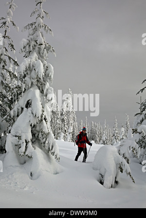 WASHINGTON - Cross-country skier among snow covered trees at the summit of Amabilis Mountain in the Wenatchee National Forest. Stock Photo