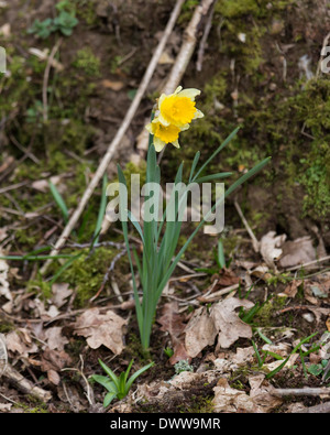 A wild daffodil growing in woodland in Hampshire Stock Photo