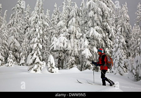 WASHINGTON - Cross-country skier among snow covered trees at the summit of Amabilis Mountain in the Wenatchee National Forest. Stock Photo