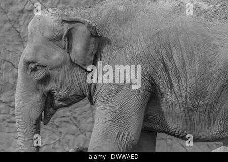 Old elephant gray background was posed in black and white Stock Photo