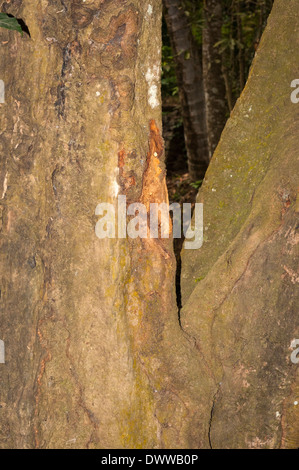South Southern India Kerala Thekkady spice village spices plantation cinnamon tree bark cuttings to be dried Stock Photo
