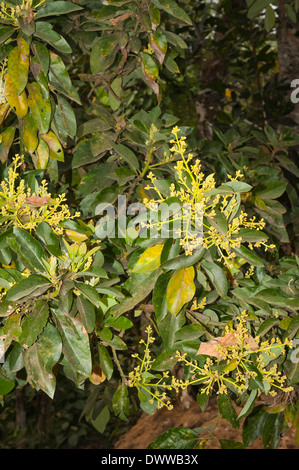 South Southern India Kerala Thekkady spice village spices plantation avocado plant bush tree shrub in flower Stock Photo