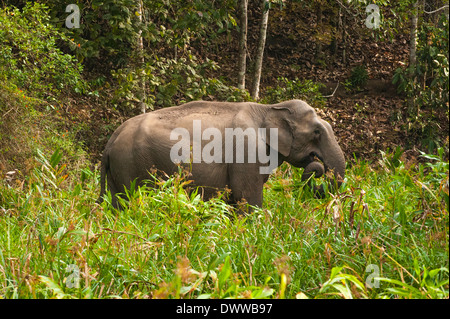 South Southern India Kerala Thekkady Periyar National Park scenery jungle wild Indian elephant grazing Elephas maximus indicus Stock Photo