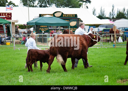 Devon Red Ruby Cattle being shown at an agricultural show Stock Photo ...