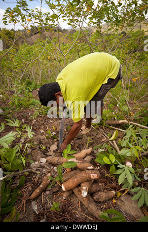 Panamanian man harvests yuca roots in Las Minas de Tulu in the Cocle province, Republic of Panama, Central America. Stock Photo