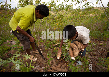 Father and son harvest yuca roots in Las Minas de Tulu in Cocle province, Republic of Panama, Central America. Stock Photo