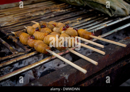 Edible palm weevil larvae (Rhynchophorus phoenicis) from the Amazon Stock Photo