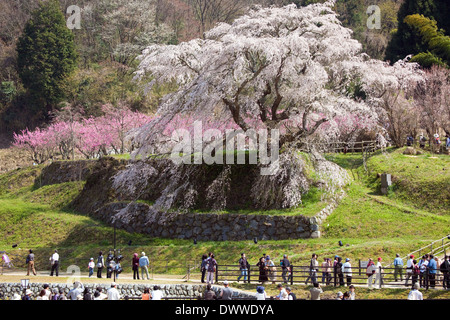 Cherry tree, Nara Prefecture, Japan Stock Photo