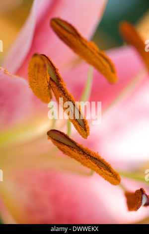 close up of  stamen on lily Stock Photo