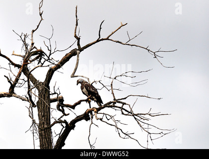 Juvenile Bald Eagle perched in deadwood tree.  Haliaeetus leucocephalus Stock Photo