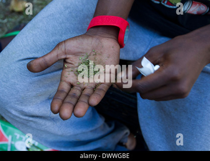 A man who lives in the Albert Park area sort dagga (marijuana) to make a joint, Durban 11 February 2014. © Rogan Ward 2014 Stock Photo