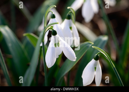 Galanthus elwesii helen tomlinson white flowers green markings flower bulbs snowdrops spring flowering Stock Photo