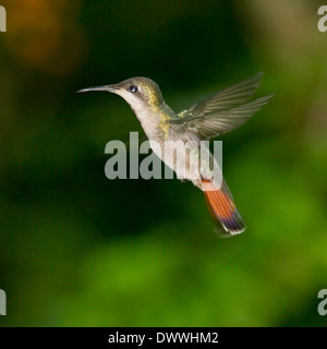 Female Ruby Topaz Hummingbird on Tobago Stock Photo