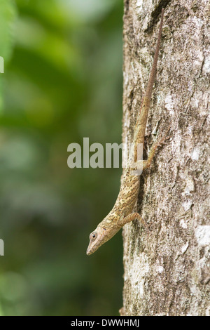 Anole Lizard, Anolis richardii, in Tobago