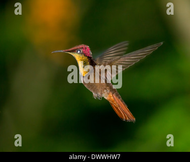 Male Ruby Topaz Hummingbird, Chrysolampis mosquitus, hovering Stock Photo
