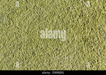 Texture or background full frame close up of an artificial sports pitch surface. The pitch is an all-weather synthetic surface. Stock Photo