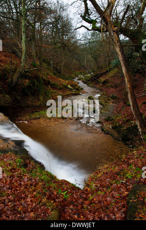 A waterfall on Blow Gill as it flows through winter woodland carpeted with fallen leaves, near Hawnby Stock Photo