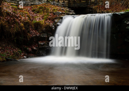 A waterfall on Blow Gill as it flows through winter woodland carpeted with fallen leaves, near Hawnby Stock Photo