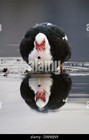 Muscovy duck (Cairina moschata), adult reflected in the water of Ashby Ville Lake while drinking, Scunthorpe, Lincolnshire. Stock Photo