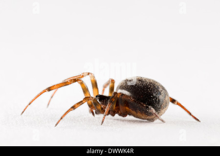 Common false widow, aka rabbit hutch spider (Steatoda bipunctata), adult female photographed against a white background Stock Photo