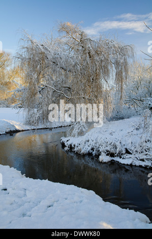 A snow-draped weeping willow tree (Salix x sepulcralis) on the banks of Cod Beck as it flows through Thirsk, North Yorkshire. Stock Photo