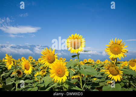 Sunflower field, Yamanashi, Japan Stock Photo