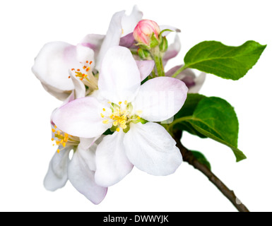 Apple flowers isolated on white background for spring season Stock Photo